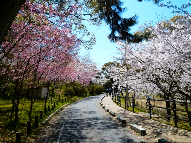 Cherry blossoms in Nishi Park, Fukuoka