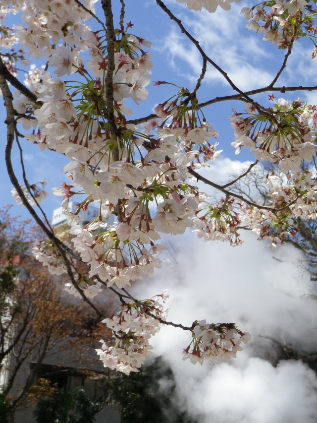 Cherry blossoms and steam from hot springs in Kannawa Onsen (Beppu)